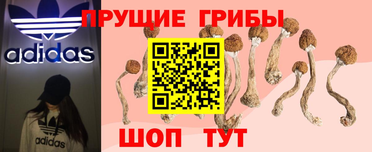 Галлюциногенные грибы Psilocybe Бирск